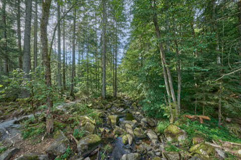 Gemeinde Waldkirchen Landkreis Freyung-Grafenau Saußbachklamm (Dirschl Johann) Deutschland FRG